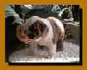 puppyframed.JPG (9303 bytes)